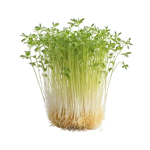 Alfalfa Sprouts