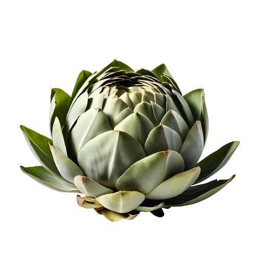Artichoke