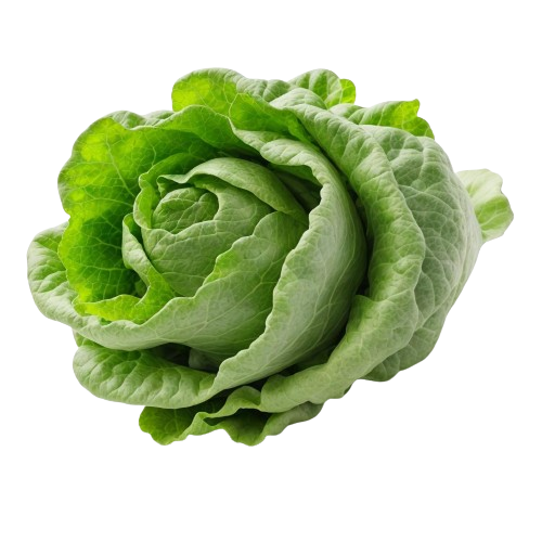 Arugula Lettuce