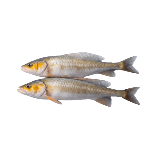 Atlantic cod fish