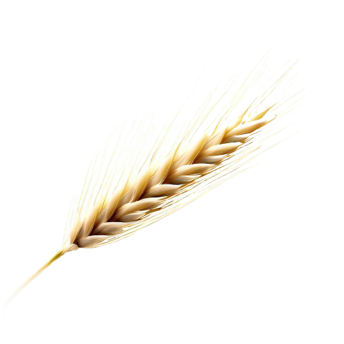 Barley