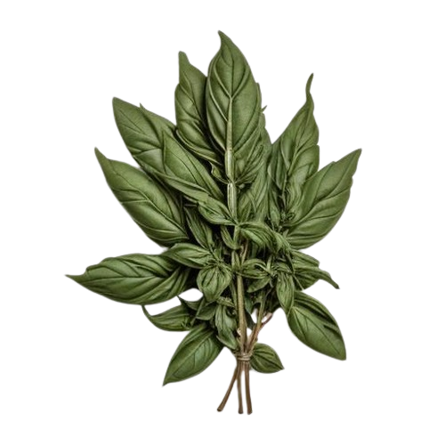 Bay Leaf