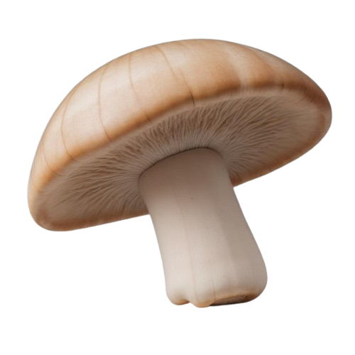 Beech mushroom