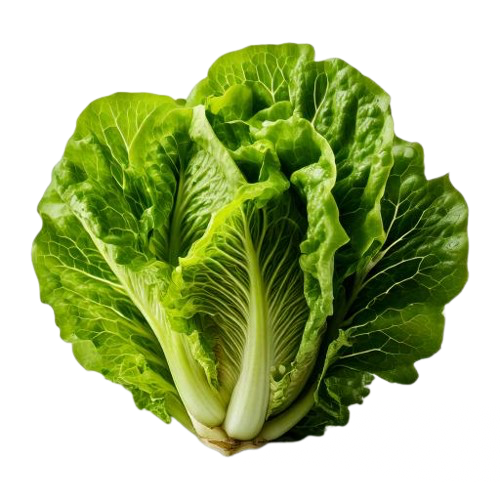 Bibb Lettuce