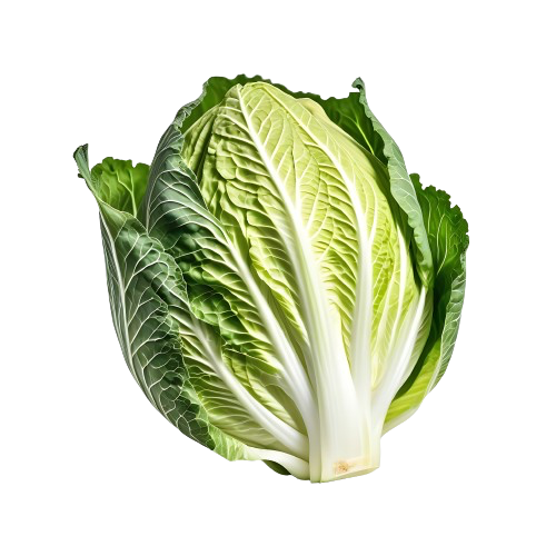 Chinese Cabbage