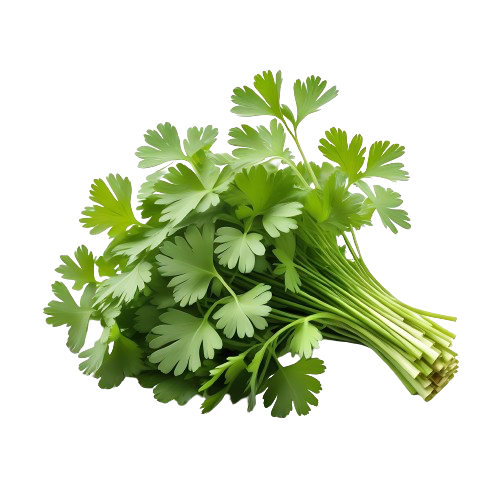 Cilantro or Coriander