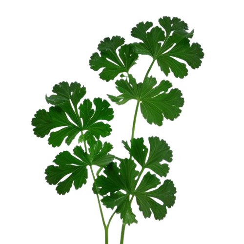 Coriander Leaf