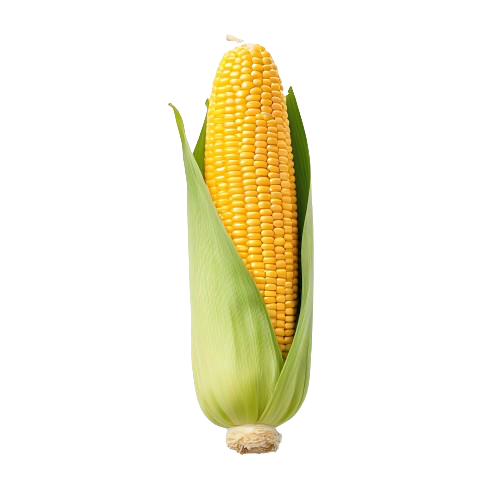 Corn