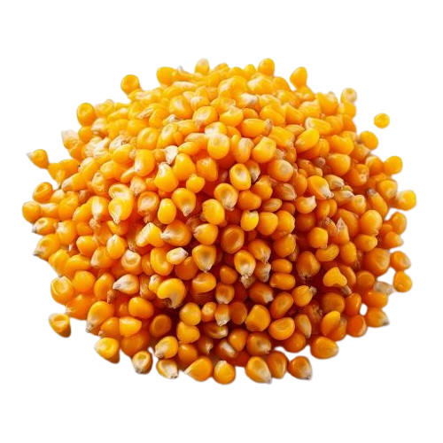 Corn Kernels