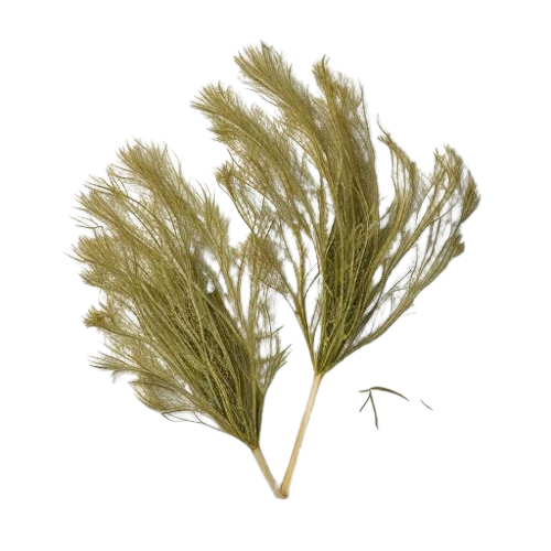 Dried Dill Weed