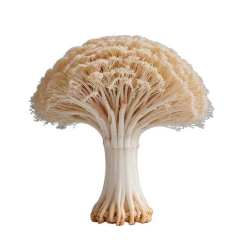Enoki mushroom
