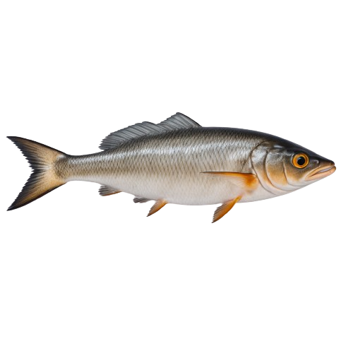 Farmed catfish 