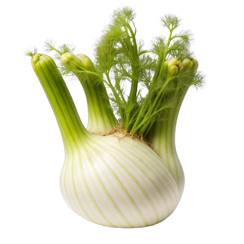 Fennel Bulb