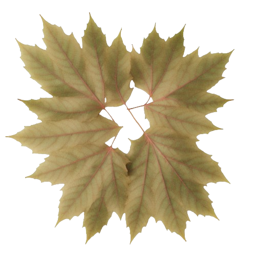 Firewood leaves