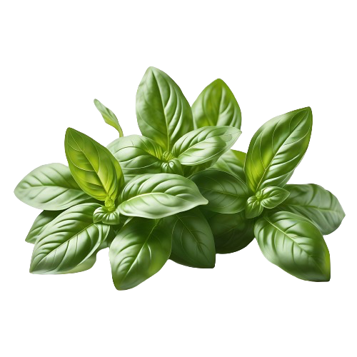 Fresh Basil