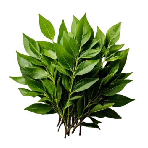 Fresh Curry Leaves