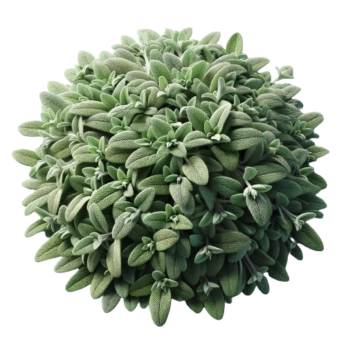 Ground Sage