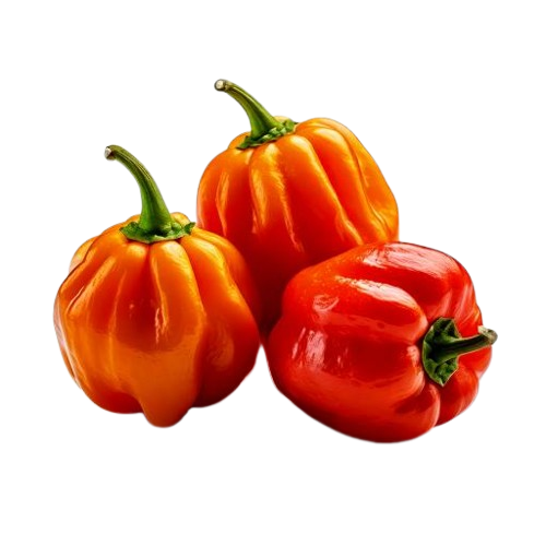 Habanero Pepper