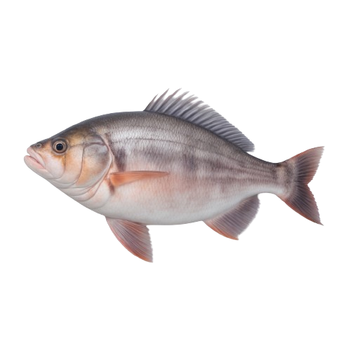 Halibut