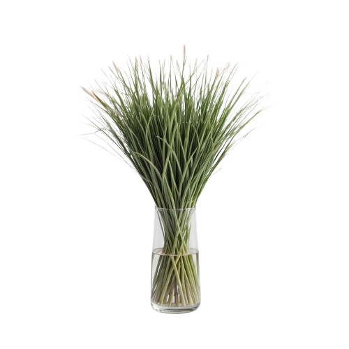 Lemon grass