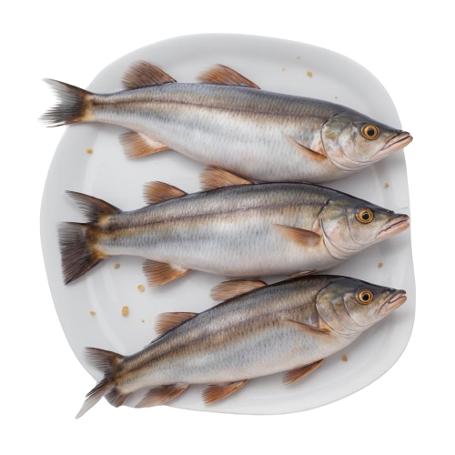 Mackerel