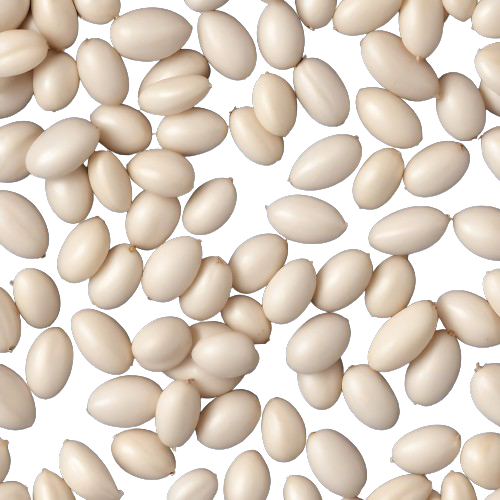 Navy beans