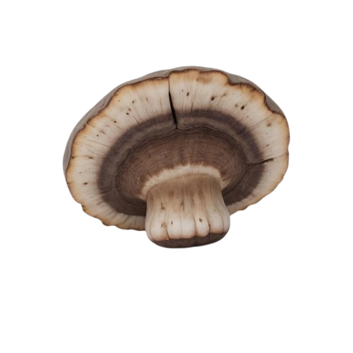 Portabella mushroom