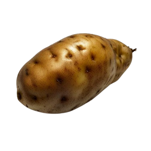 Russet potato