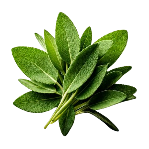Sage Leaves