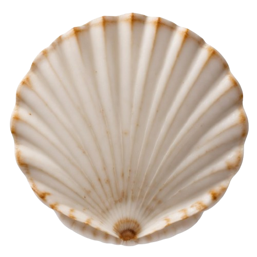 Scallop