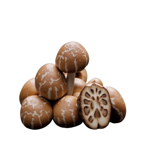 Shiitake mushroom