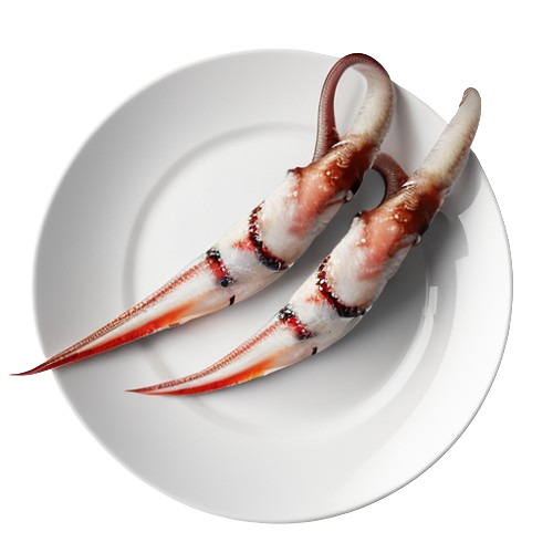 Squid