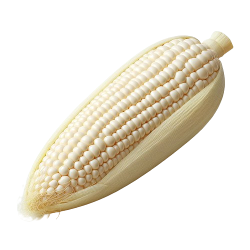 Sweet white corn