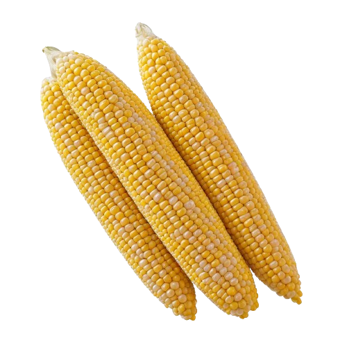 Sweet yellow corn
