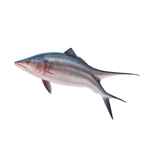 Swordfish