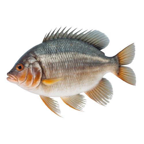 Tilapia