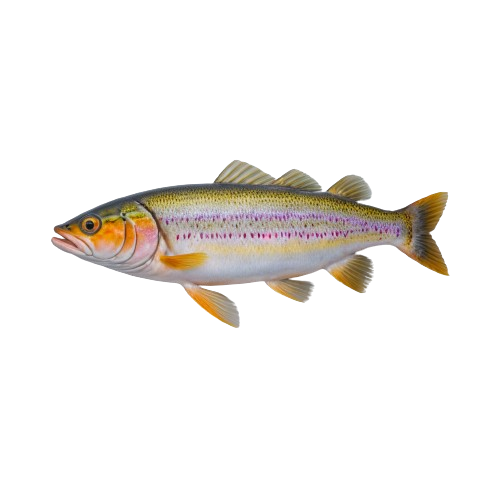 Trout fish