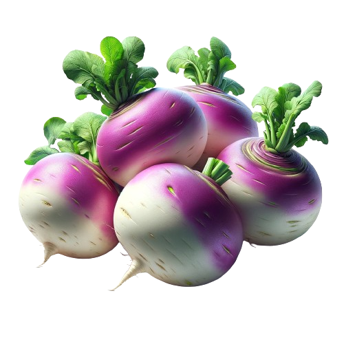 Turnip