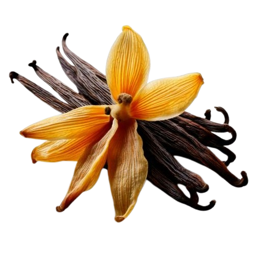Vanilla Bean