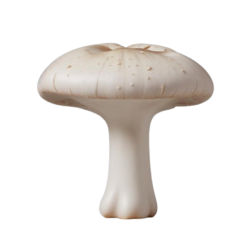 White mushroom