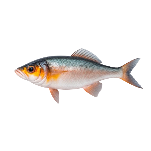 White sucker fish