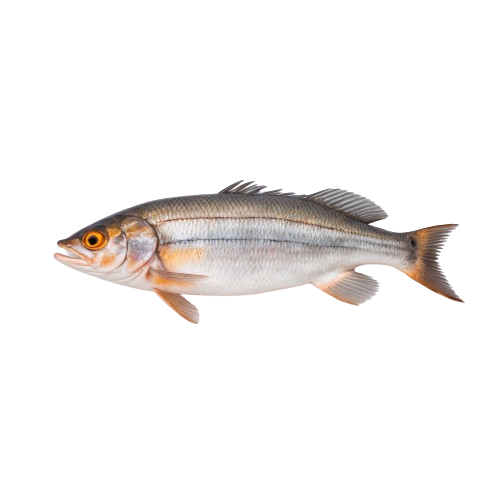 Whitefish