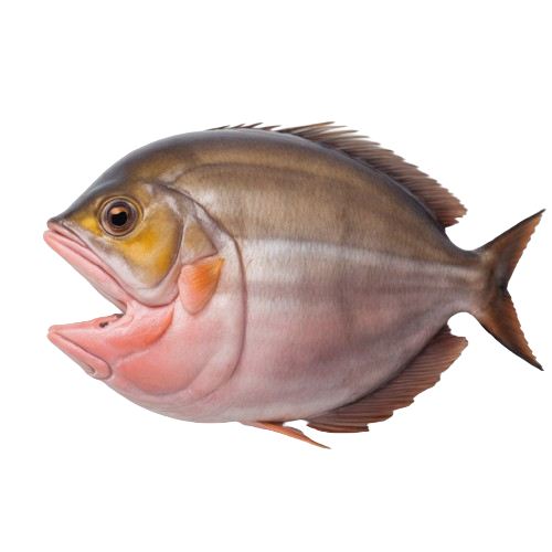Yellowfin tuna