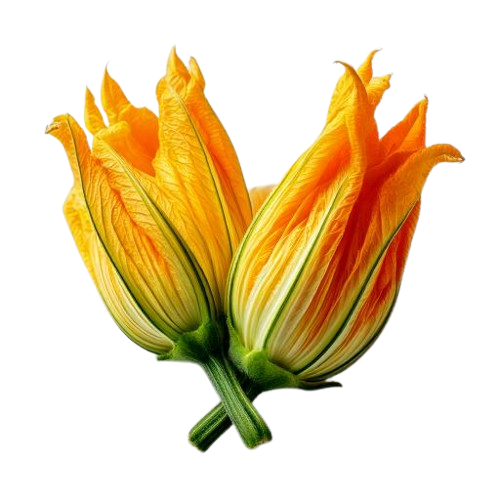 Zucchini Blossoms
