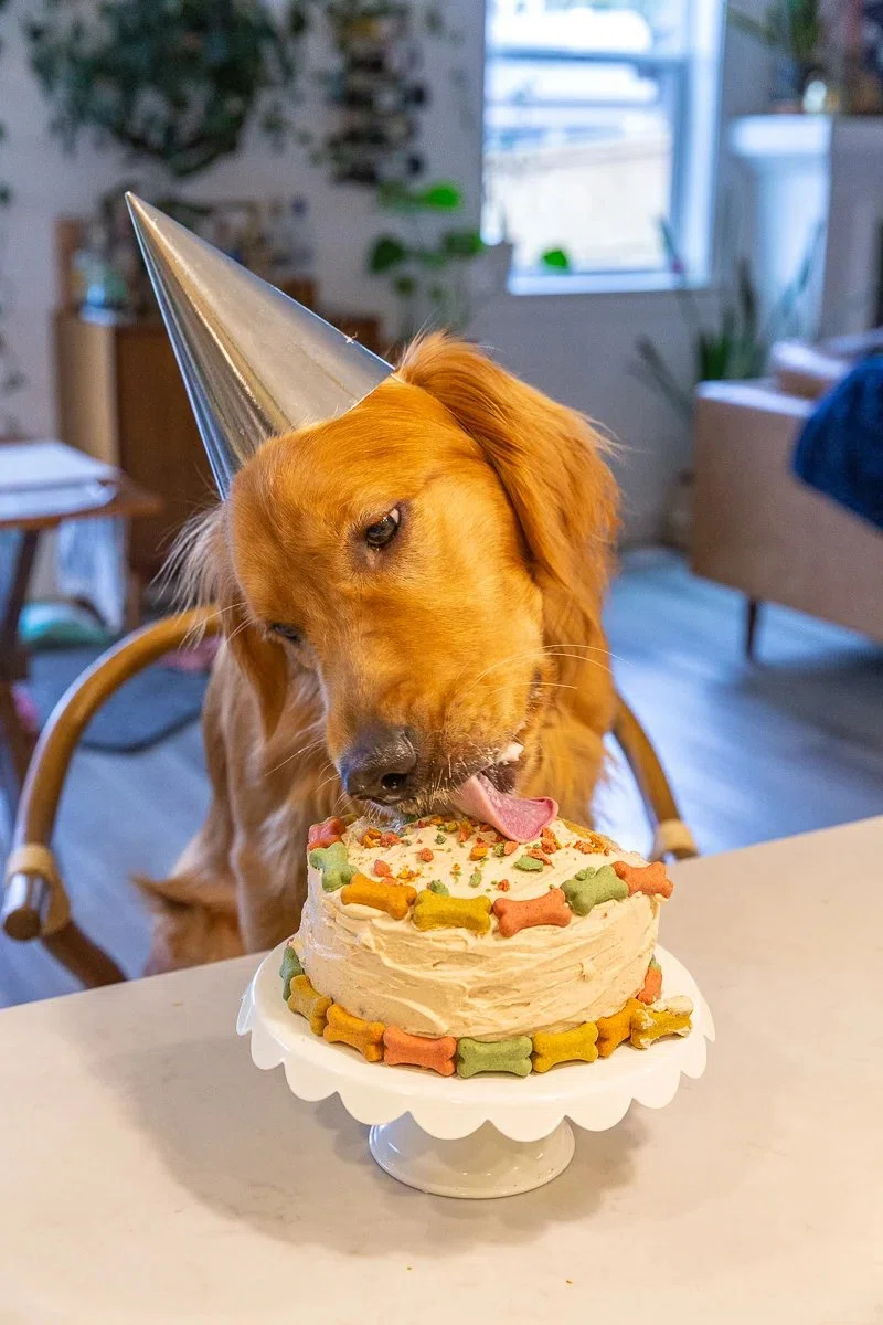 Dog Birthday Cake Recipe