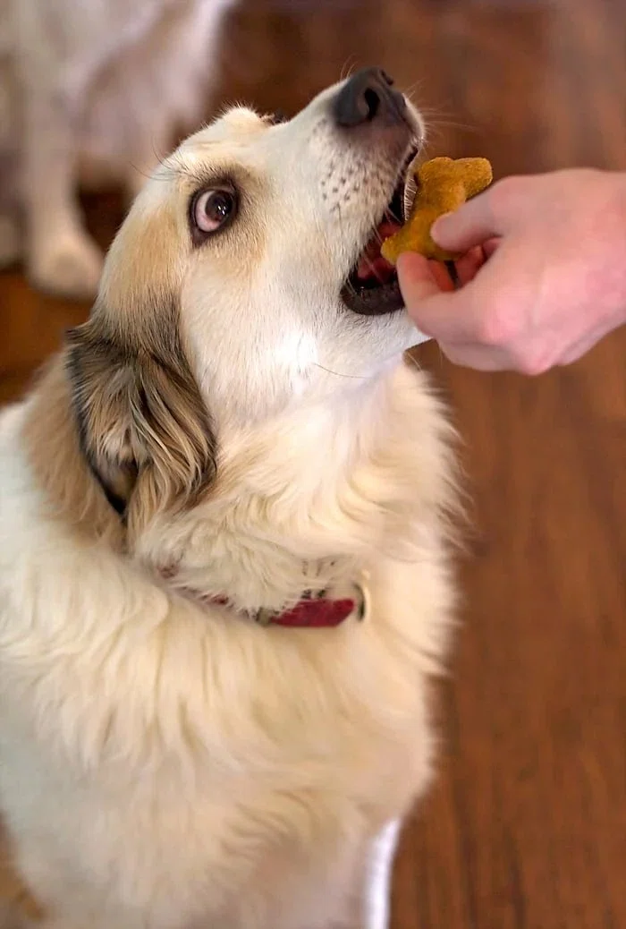 Pumpkin Dog Biscuits Recipe