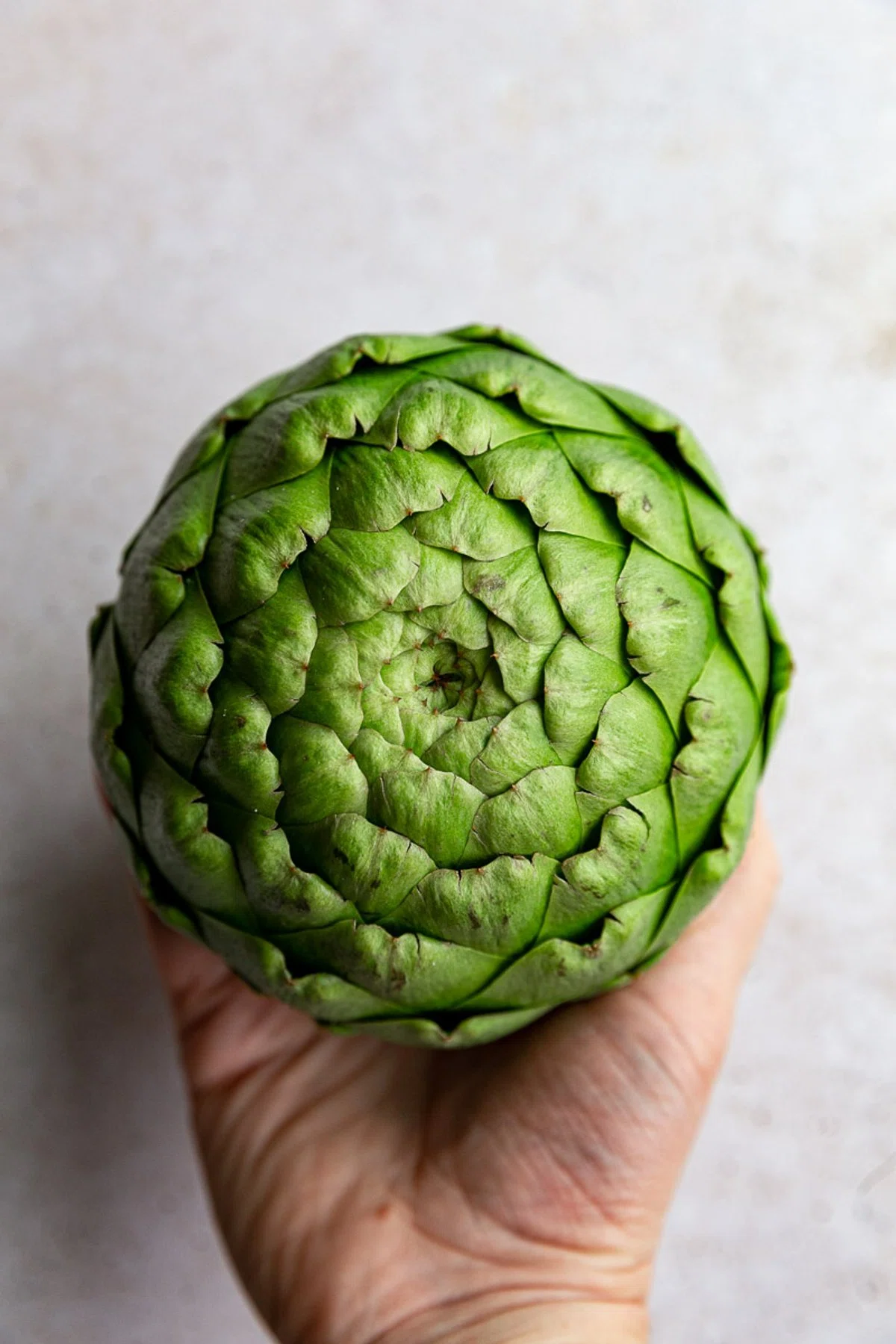 Roman Artichokes