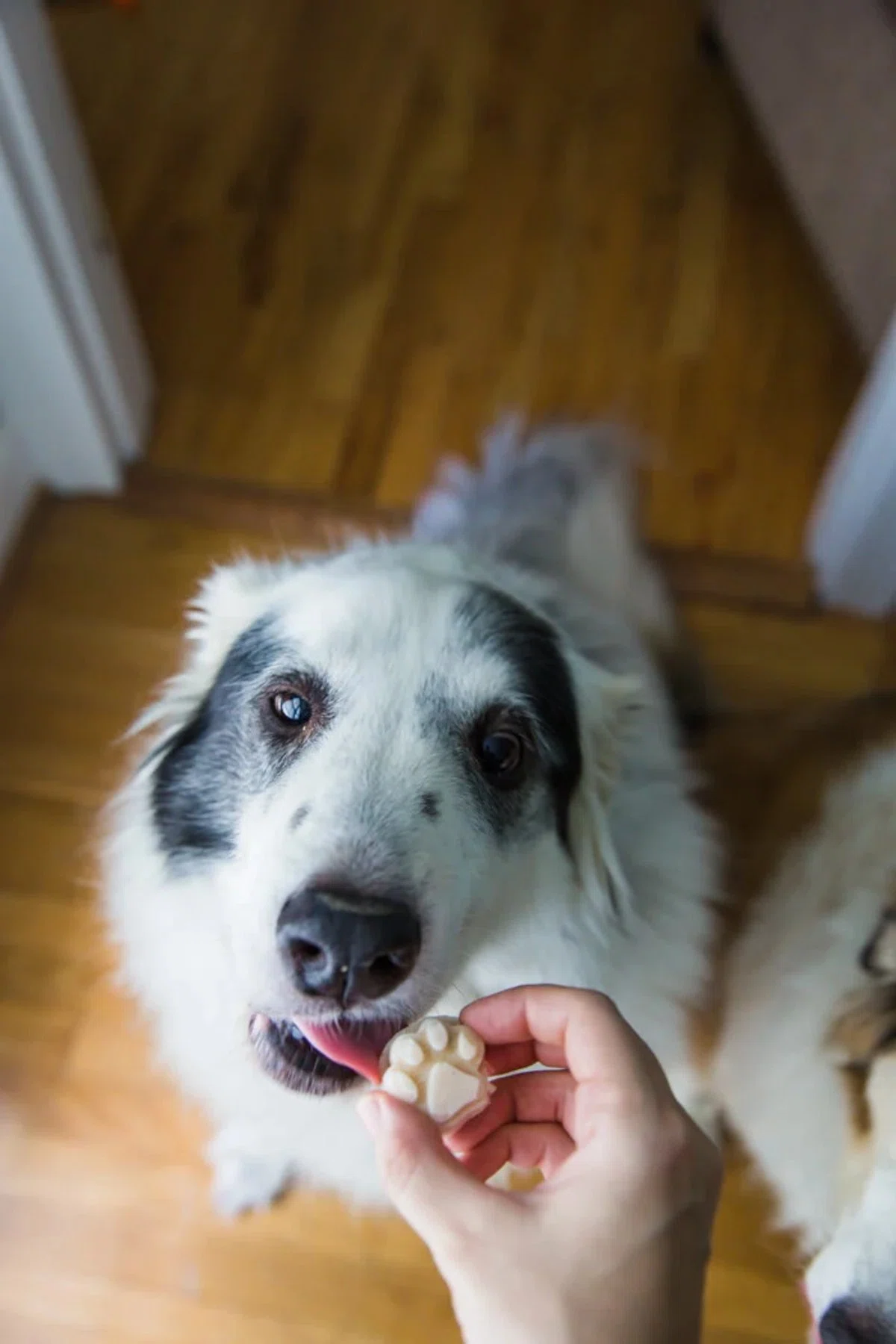 Homemade Dog Ice Cream
