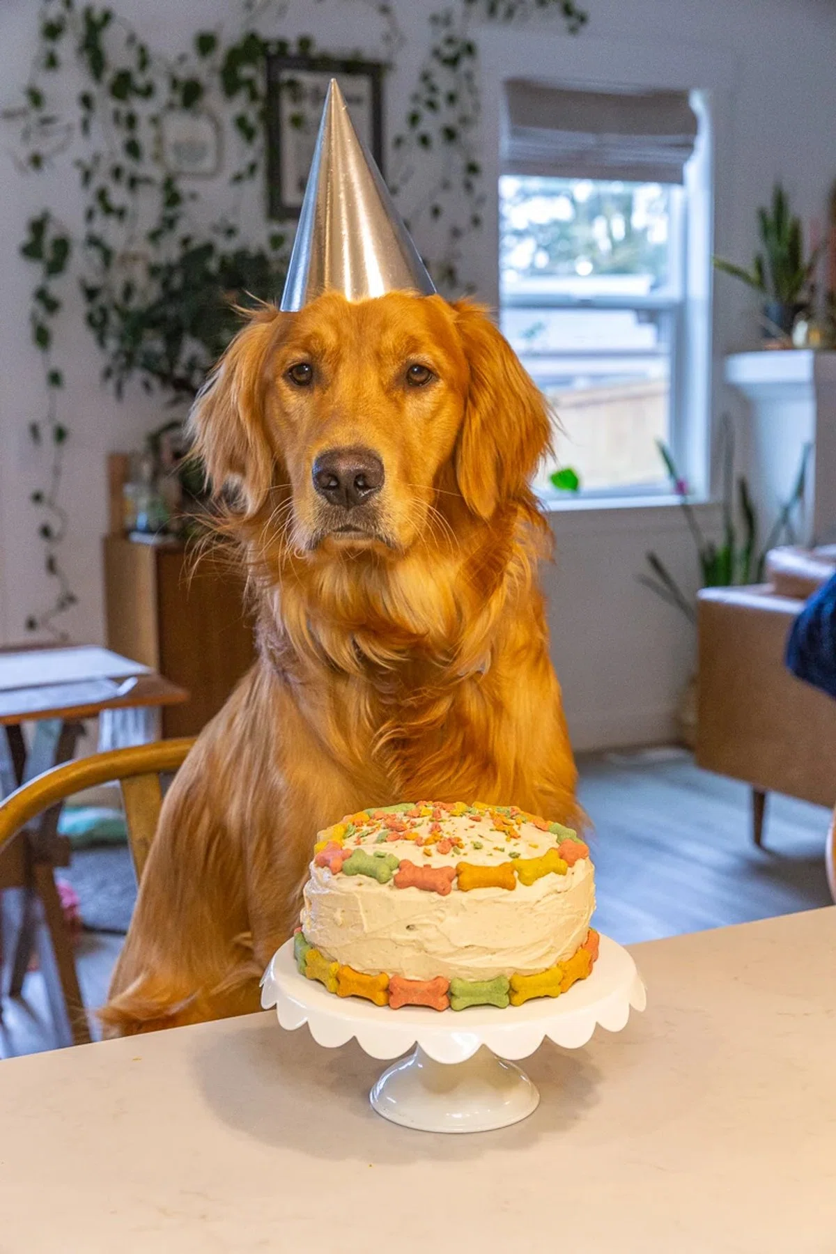 Dog Birthday Cake Recipe