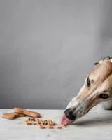 Homemade Peanut Butter Dog Cookies